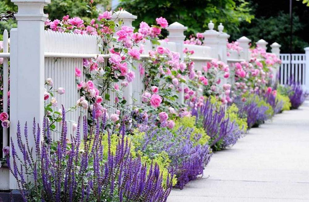 Có thể khéo léo trồng những bụi hoa ở hàng rào trước nhà