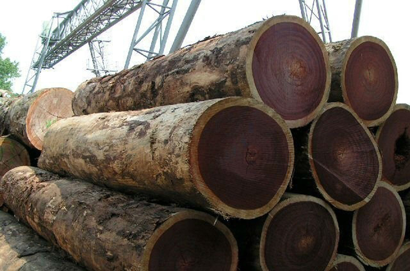 Gỗ lim là gì? Ứng dụng gỗ lim vào thiết kế nội thất